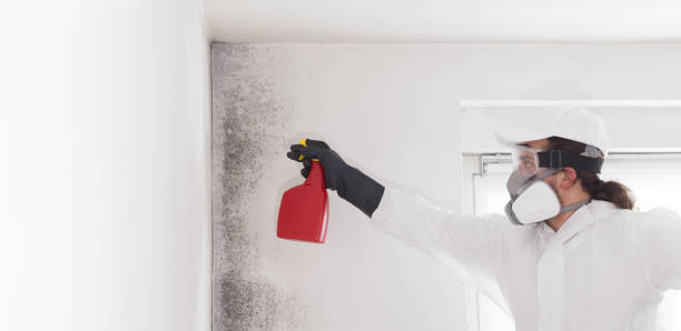 Best Attic Mold Removal  in Graysville, TN