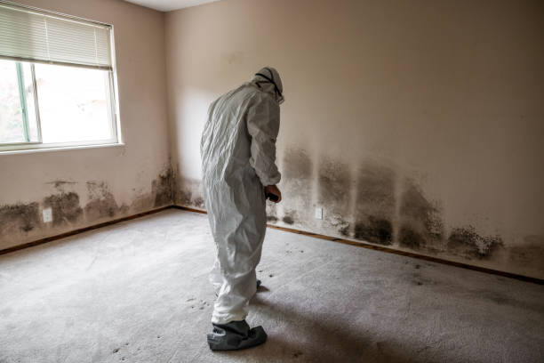 Certified Mold Removal in Graysville, TN