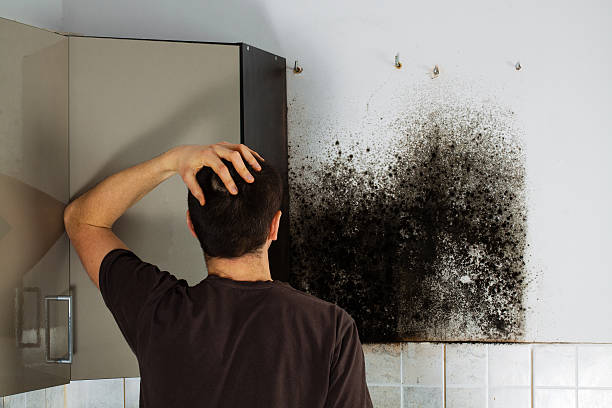 Best Professional Mold Removal  in Graysville, TN